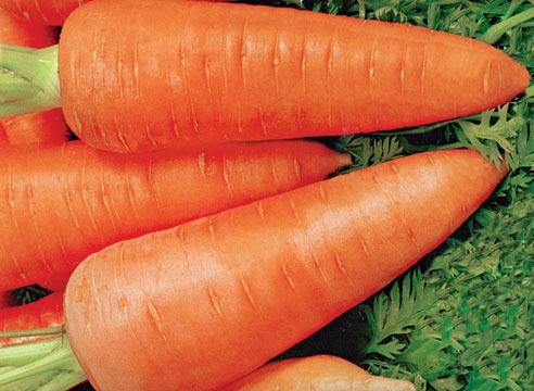 Оборудование для переработки моркови