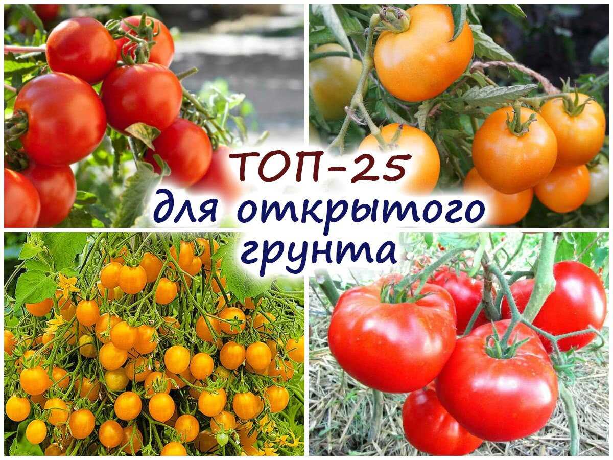 Идеальные сорта томатов для выращивания на открытом грунте: советы опытных садоводов