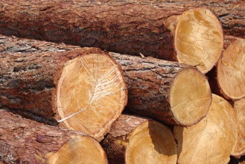 Как выбрать древесину для строительства деревянного дома