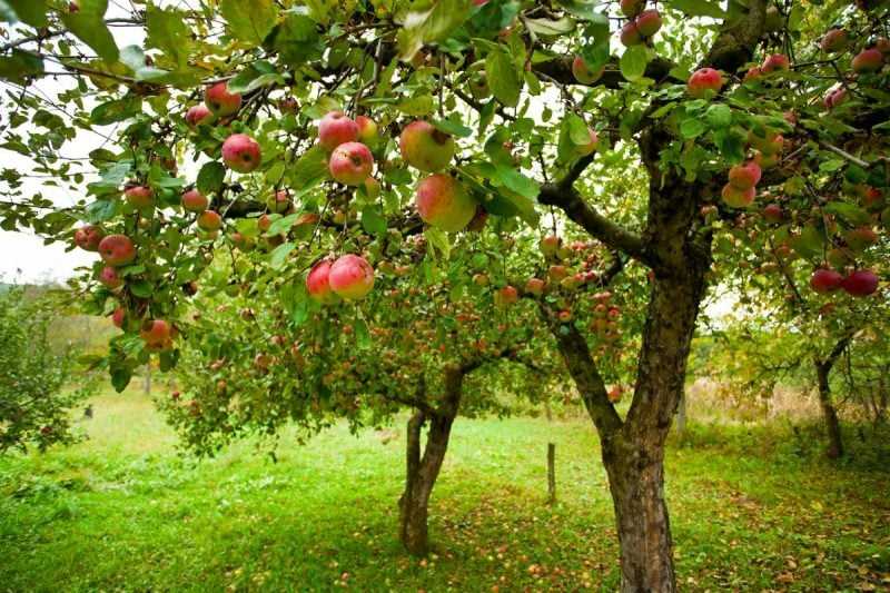 Как выбрать и посадить идеальную яблоню на вашем участке