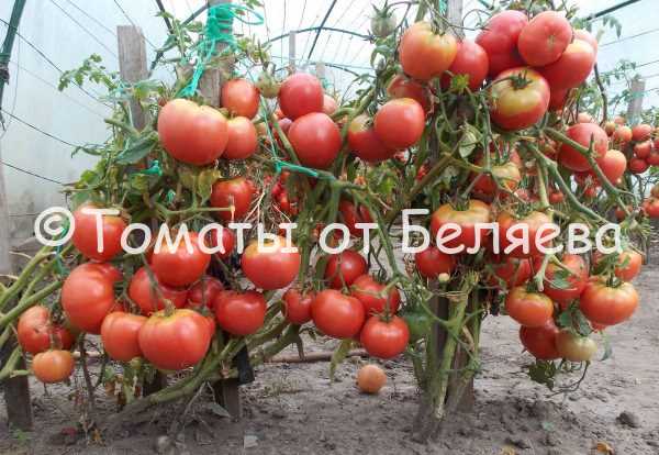 Лучшие сорта томатов для вкусного урожая
