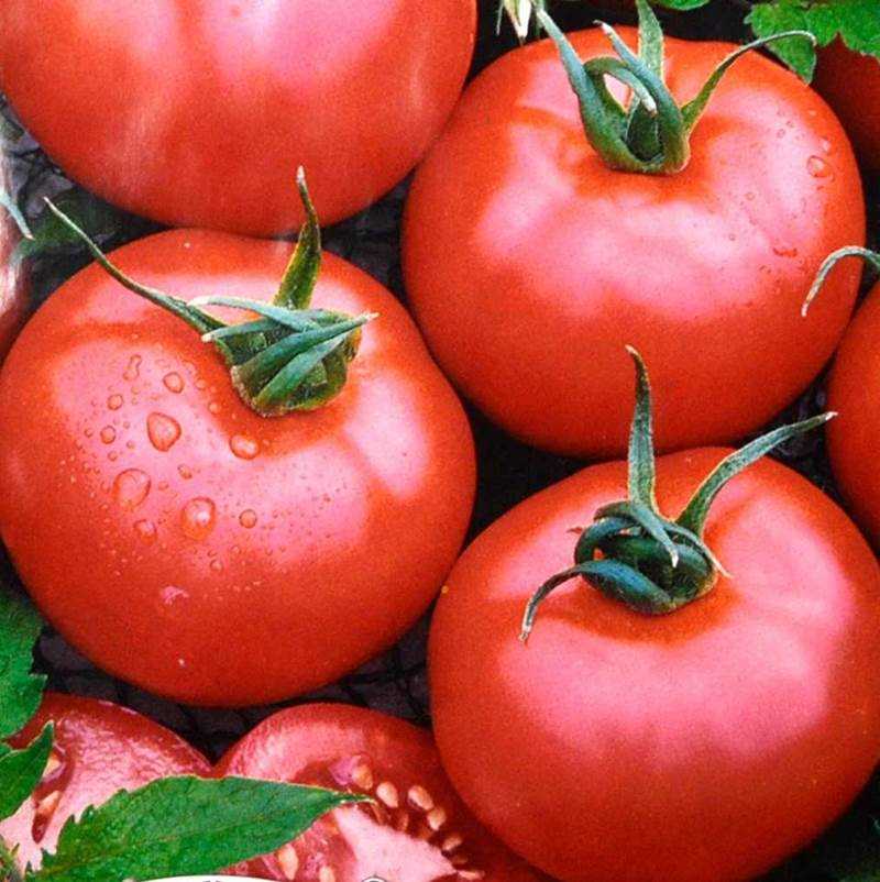 Лучшие сорта томатов: советы и рекомендации