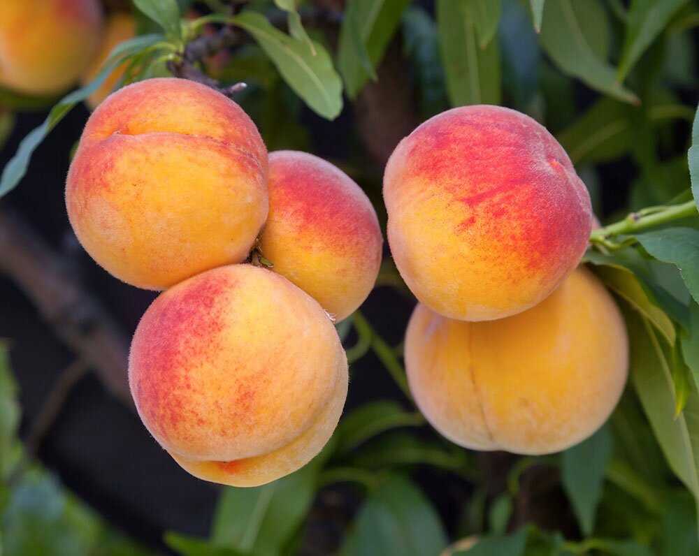 Опыт выращивания персиковых деревьев в условиях северных регионов: рекомендации садоводов