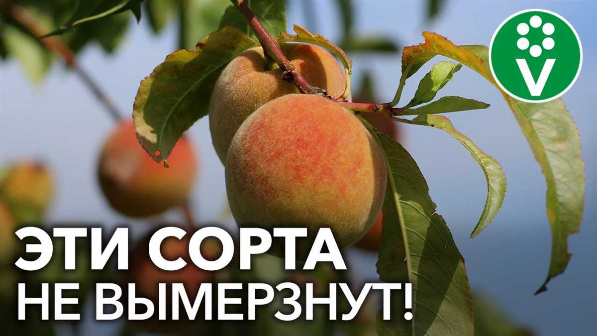 Персиковые деревья в саду: подбор лучших сортов и особенности выращивания