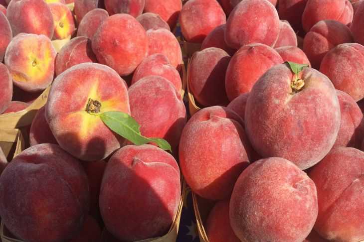 Планировка участка: как выращивать вкусные персики