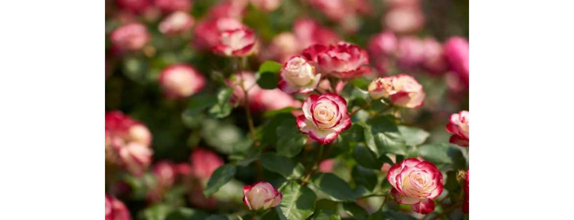 Розы в саду: выбор идеальных сортов