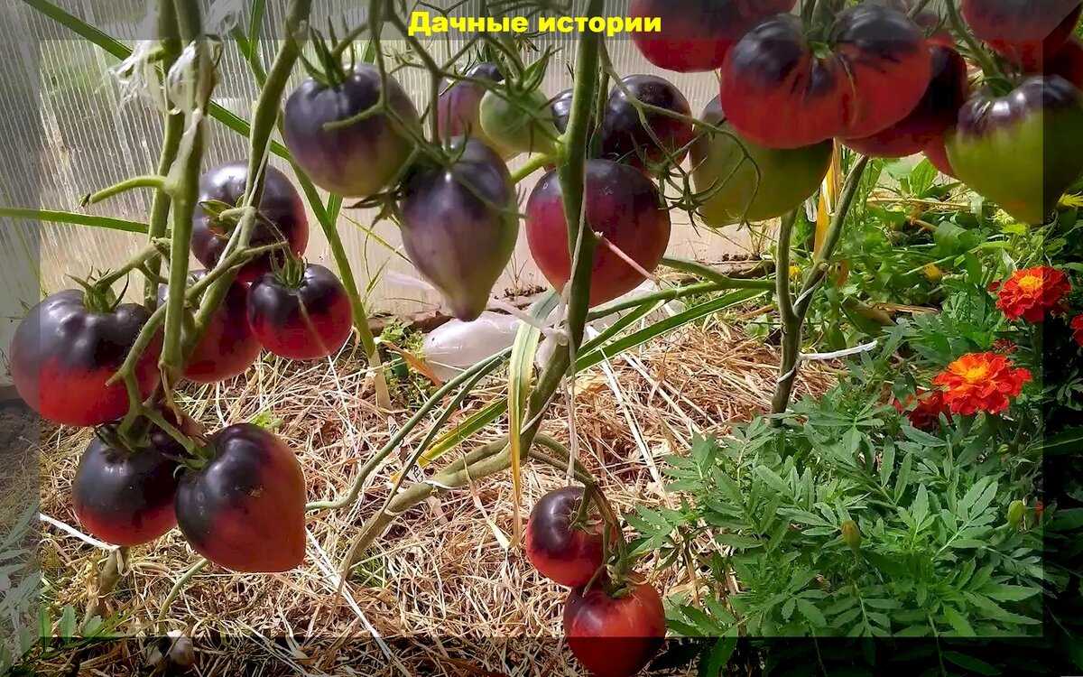 Сорта томатов: выбор подходящего для своего сада