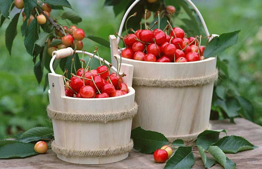 Сорта вишни и черешни: как правильно выбрать для сада