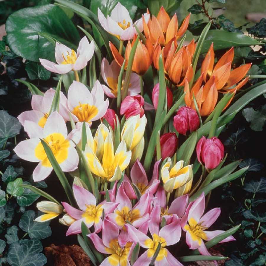 Тюльпаны: разнообразие сортов для яркого весеннего сада