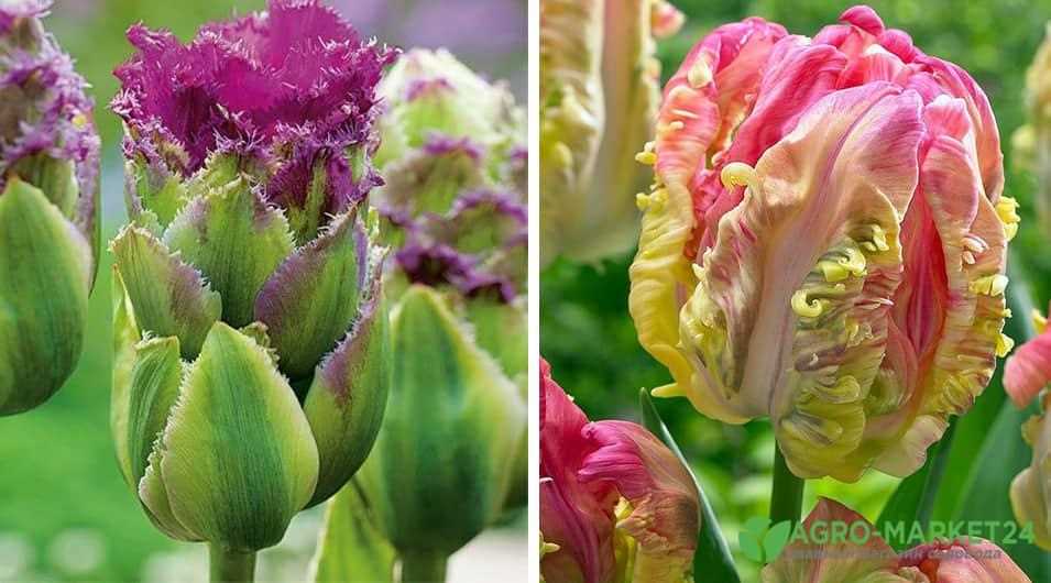 Тюльпаны: топ сортов и прекрасное цветение