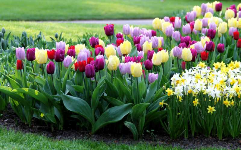 Тюльпаны в саду: как выбрать лучшие сорта и создать яркие композиции