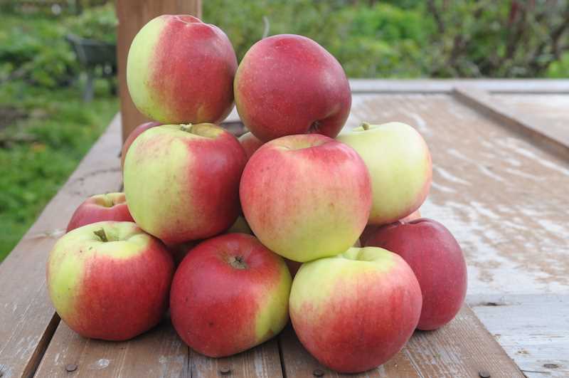 Выбираем сорта яблонь для вашего сада: отличия и особенности