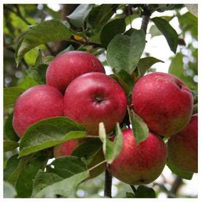 Выбор и выращивание плодовых деревьев на садовом участке: лучшие сорта яблонь, груш и сливы