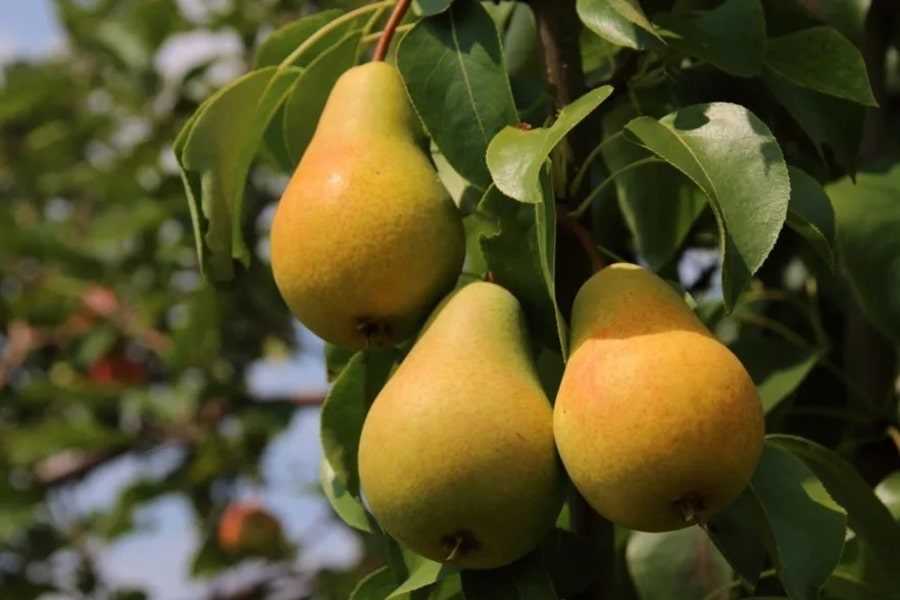 Выращивание плодовых деревьев: сорта и уход