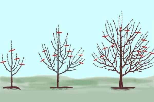 Все, что вам нужно знать о разновидностях грушевых деревьев