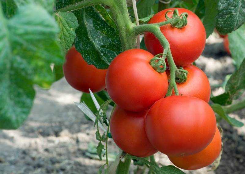 Сорта томатов для сада: рекомендации и советы по выбору и выращиванию
