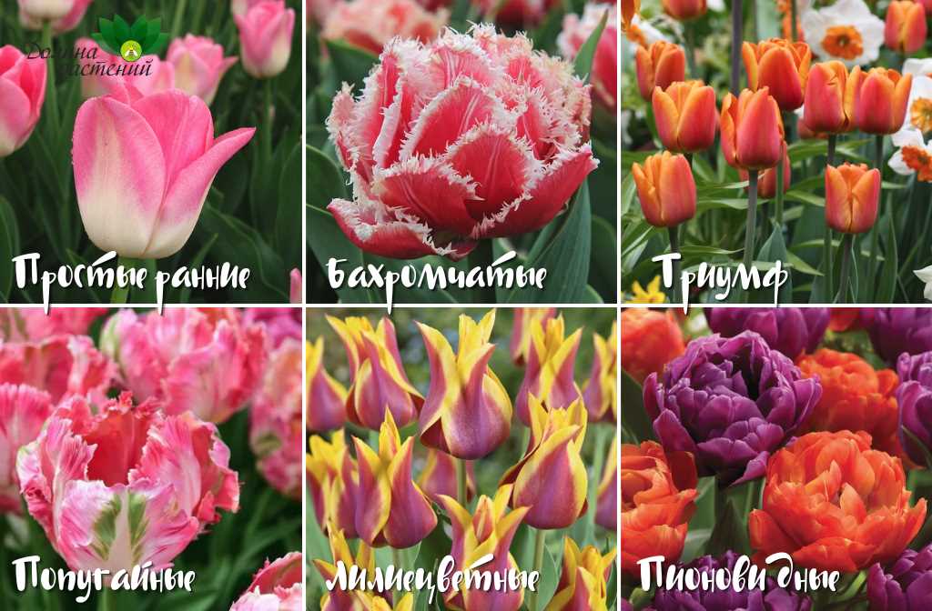 Тюльпаны: разнообразие сортов и уход