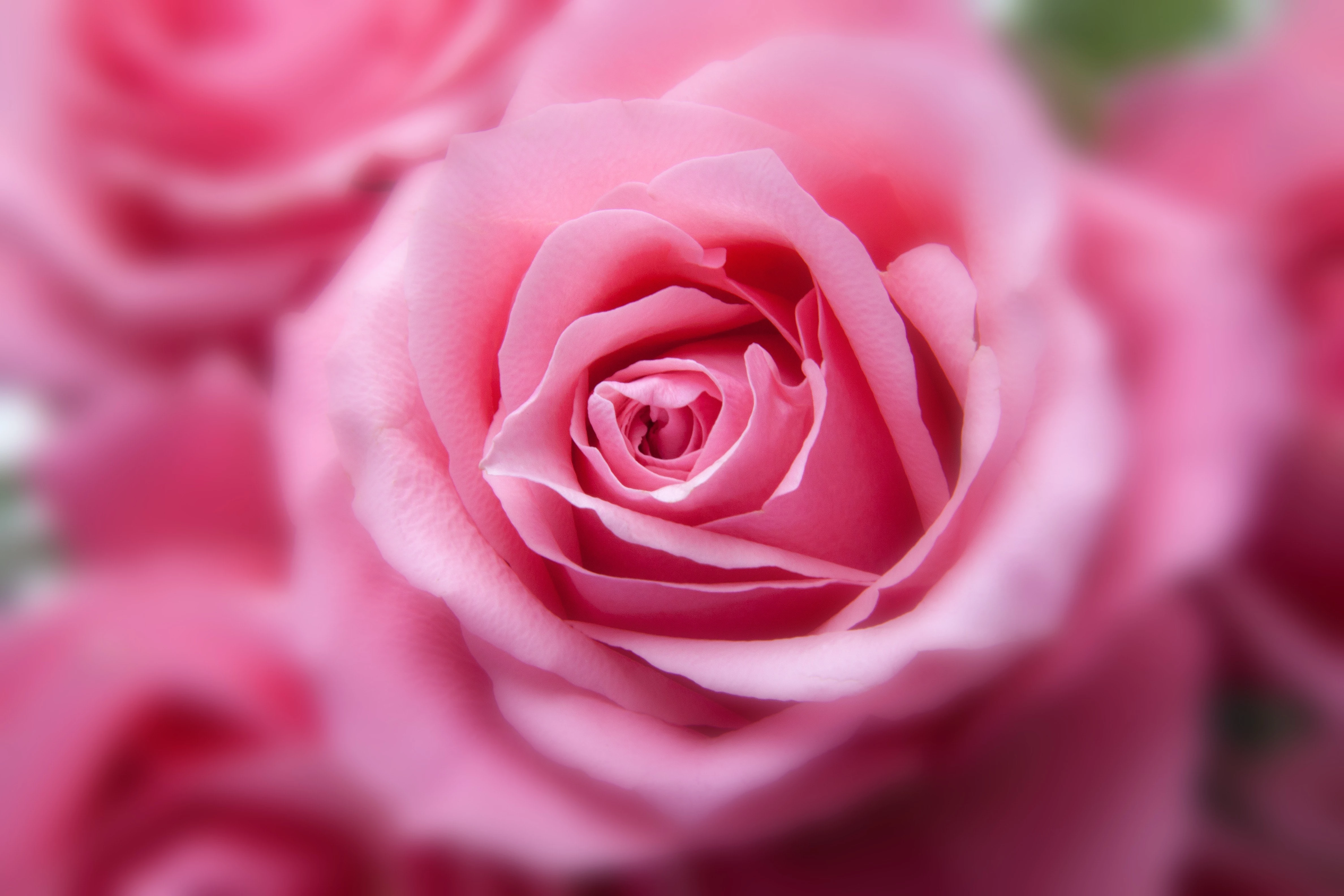 Выбор и уход за розами в саду: самые красивые сорта и секреты профессионалов